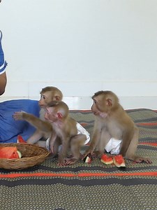 4.4K views · 91 reactions | Baby Monkey Bom's Family | Mr Bon | Facebook