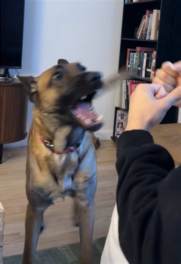 A Sunday Morning with a Belgian Malinois