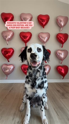 PetSmart on Instagram: "Some Valentine’s Day inspiration for gifts that say it all 💘 Leave a loving message for your pet in the comments 👇 #anythingforpets #petsmart #valentine #valentinesday"