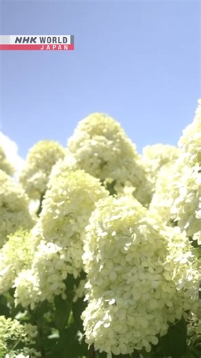 'Mt. Fuji hydrangeas' bloom in Yamanashi | NHK WORLD-JAPAN