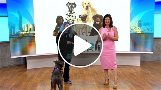 San Diego Humane Society shares dog training tips for National Train Your Dog Month - NewsBreak