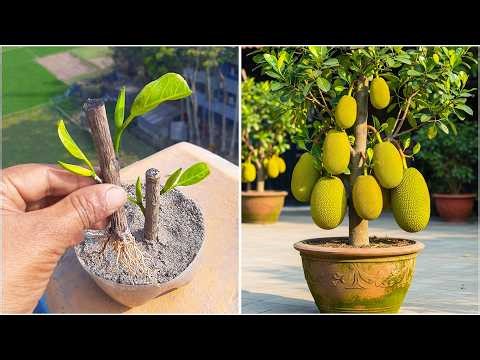 Learn how to grow jack fruit plant from stem | Step-by-step technique explained