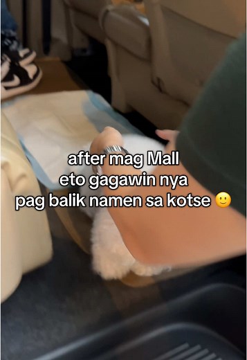 After Magmall eto gagawin ni Billie pag balik sa kotse 😍 #pet #dogsoftiktok #fypツ #fy #fyp #pottytrained #bichon #bichonfrisé