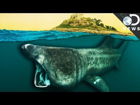 What Did Sharks Look Like 450 Million Years Ago?