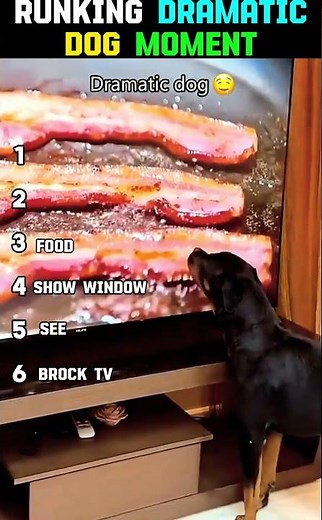 Ranking the Most Dramatic Dog Moments Ever! 😂🐶🎭