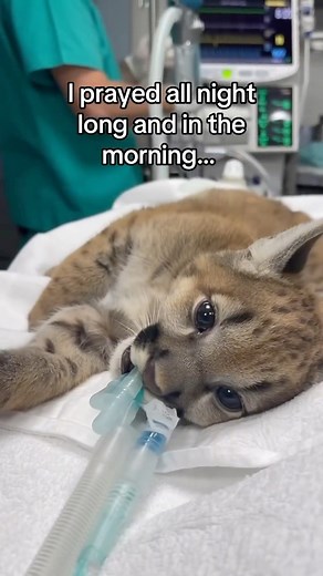 103K views · 3.1K reactions | I’ll always keep the red ball ❤️ #animals #wholesome | Animals Discovery | Facebook