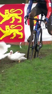 26K views · 248 reactions | 閭Well, That was ducking close!﫣 Watch the UCI Cyclocross world cup on demand* on GCN+  gcn.eu/racetv *territory restrictions apply | GCN Racing | Facebook