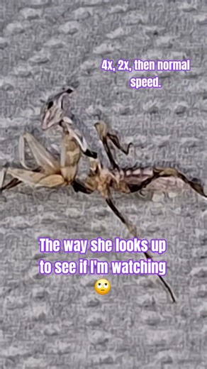 Devils Flower Mantis ESCAPE ATTEMPT 😳 #IdolomantisDiabolica #alien #suds