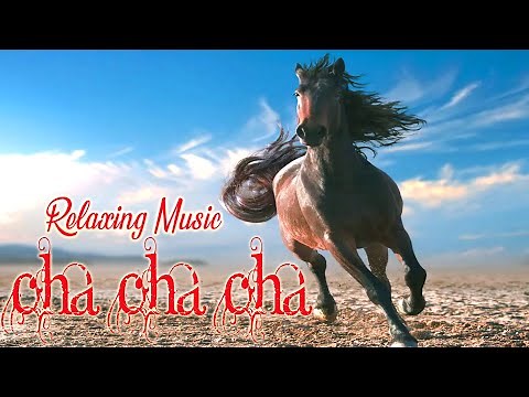 Beautiful Cha Cha Cha Latin Melodies | Relaxing Instrumental MUSIC 2023