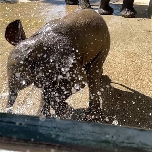 【公式】広島市安佐動物公園 on Instagram: "【メイと子の成長記録】 2025年10月7日。 楽しそうに水を浴びる子ゾウをスローモーションでお届けします。 #ZOO #マルミミゾウ #赤ちゃん"
