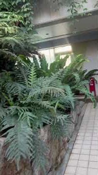 水戸市植物公園 観賞大温室 その2 2026/2