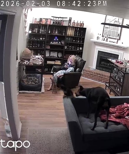 This gave me a heart attack! But Molly is ok thank God! #doberman #minpin #dobermanpinscher #miniaturepinscher #dogsoftiktok