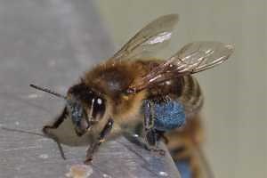April resources for Michigan beekeepers