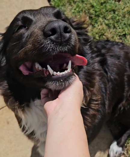 Welcome back to our beautiful friends Pippa, Miku and Heidi ❤️ | Perth Pet Boarding | Facebook
