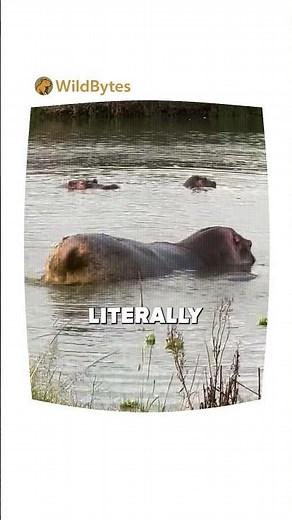 Hippos Don’t Just Poop... They Spray It Everywhere 😂💩 #hippo #funnyanimals #shorts