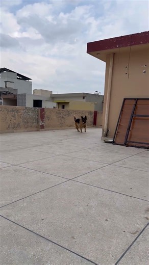 Aggressive German shepherd #germanshepherd #gsds #dogs #pets #dogtraining #animals