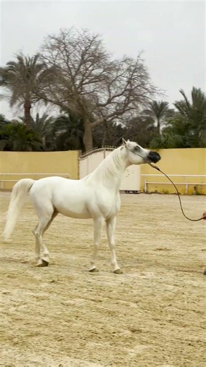 سكر خصان عربي اصيل