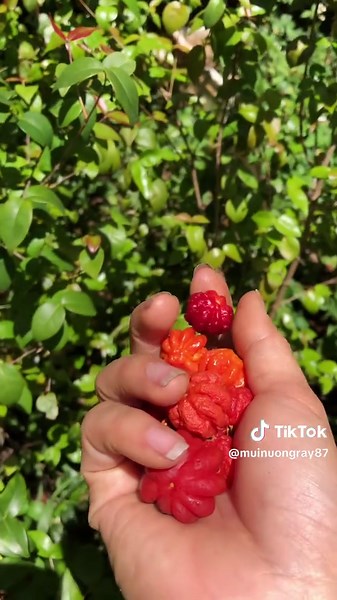 Cherry Surinam - Delicious Drink Recipe