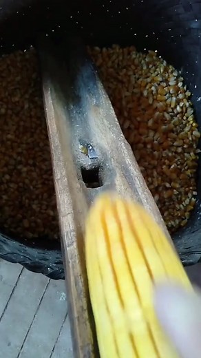 Corn Kernel Processing: A Close-Up Look at Agriculture