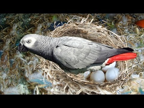 The hatching of a parrot egg- African Grey Parrot laying eggs