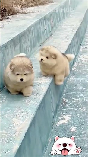 Funny Puppy Fails 😂 | Cute Dog Falling Moments #shorts