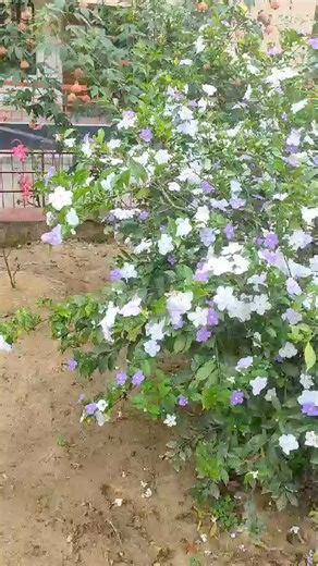 1.2K views · 18 reactions | review ❤️❤️ Bipul Chakma Community Development Officer. Youth training center,Department of Youth Development,Rangamati. | Bipasha's Garden | Facebook