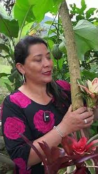 You Can Grow These Bromeliads on Living Trees, You’ll Love It