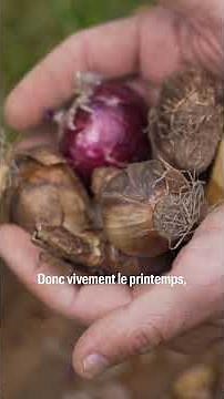 When to plant tulip bulbs and spring bulbs?