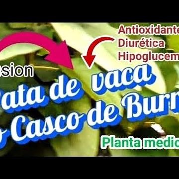 🌱"Descubre los Beneficios de la Planta Pata de Vaca (Casco de Burro): Propiedades y Usos"