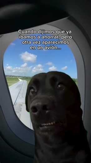 Meme Perro: Los Mejores Memes de Perros Graciosos