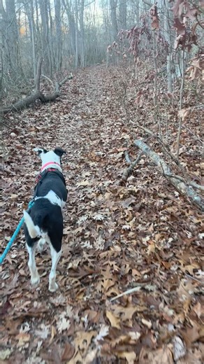 🔥🔥the REALITY of Rescue Right Gone Wrong inside Northwind Kennels Bedford NY🔥🔥 TEN DAYS to hearing!!! Mount Kisco Justice Center. 6pm. Be there for the animals!!! 🙏🙏🙏 ☄️Lost 501(c)(3) in May 201!! ☄️Represented she was still a 501(c)(3) for 4 years after she LOST IT!! FRAUD!! ☄️Lost Community Cats 501(c)(3) 2013 ☄️Raised funds in 2020 for school & property taxes owed by her own commercial entity FRAUD!! ☄️☄️If you donated to Berk’s 2020 campaign to “save the rescue” the NYS Board of Chari