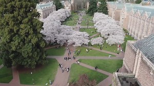 Environment Northwest: UW scientists work to predict Cherry Blossom blooms