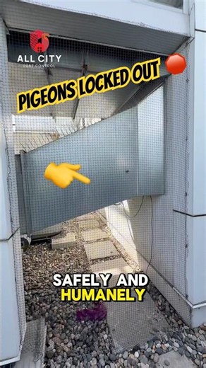 Pigeon Problem Solved! Commercial Bird Netting Installation in Burnaby BC