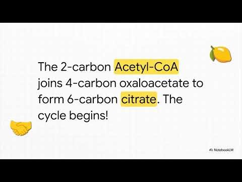 The Krebs Cycle | Citric Acid Cycle | TCA cycle