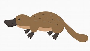 Watch this adorable puggle swim and frolic at Taronga Wildlife Hospital