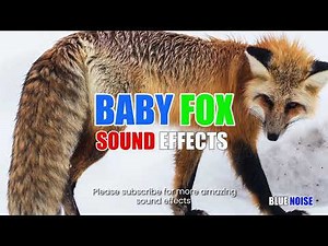 Baby Fox crying sound effects