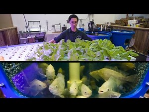Ontario food bank harvesting fresh fish and greens indoors