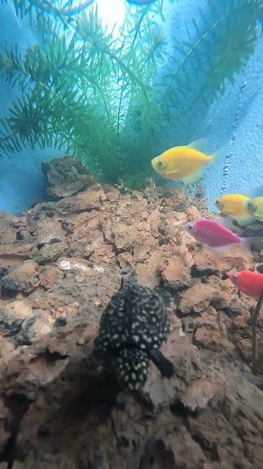 Vibrant Aquatic Life in an Artificial Habitat