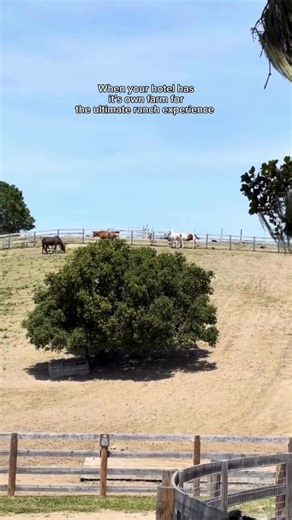 This way to Hilltop Corral! Where the smallest visitors meet the biggest hearts (and appetites). Stop by for a sweet hello to all four-legged residents — snacks and smiles appreciated. Comment a 🧡 if you've spent sweet moments here with The Herd. (Reel: @andbeyondthebay) | Carmel Valley Ranch