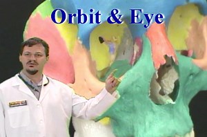 Dissection: Orbit & Eye - Anatomy Guy