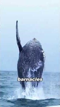 Some people wonderwhy barnacles can make life miserable for so many marine animals.