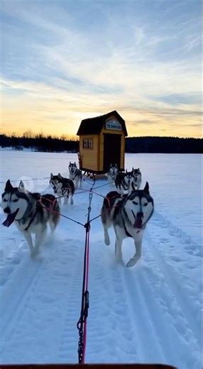 From tree to shed #ai edition #shed #thebarnyardsheds #construction