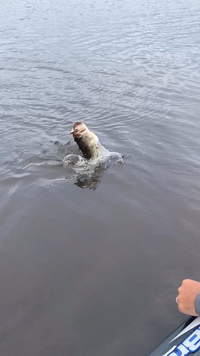5K views · 756 reactions | @nicklebrunbassfishing putting the Slinko to work on a @buckeyelures Spot Remover. This combo is  #YamamotoBaits | Yamamoto Baits | Facebook