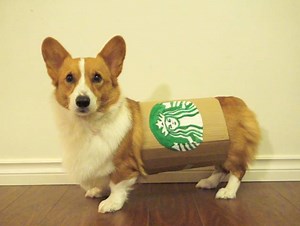 476K views · 4.2K shares | We never could decide on what to dress Loki up as for halloween!  | Loki & Friends | Facebook