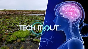 Science Saturday: Space moss, brain repair, butterflies and black hole