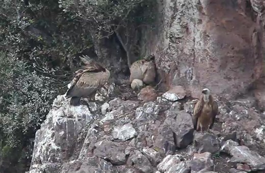 L’Avvoltoio grifone è un animale sociale che vive in colonie; dove la popolazione è numerosa (Spagna, Francia) possono convivere centinaia di coppie nella stessa gola o nella stessa falesia. Nel Bosano, con una popolazione finalmente in crescita, nella stessa colonia possiamo contare sino ad alcune decine di coppie. Il nido vero e proprio può essere ubicato in una grotta più o meno ampia, su cenge coperte o parzialmente coperte o anche completamente esposte alle intemperie. La costruzione è molt