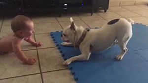 Adorable baby is entertained by his Bulldog friend, and his reaction is hilarious | Rumble Babies & Kids