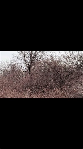 Air Canada A320 Landing at Republic Airport