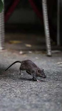 Trash Bins Are Turning the Tide in NYC's 'War on Rats'