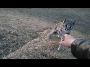 Lynx Encounter